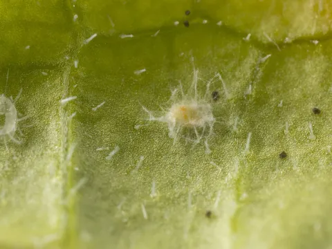 Akanthomyces muscarius