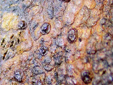 Pilidium