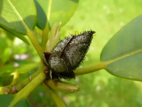 Rhodomonas