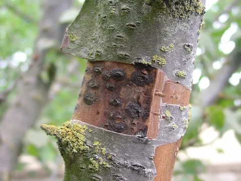 Calosphaeria pulchella