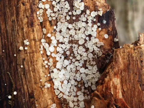 Dasyscyphella nivea