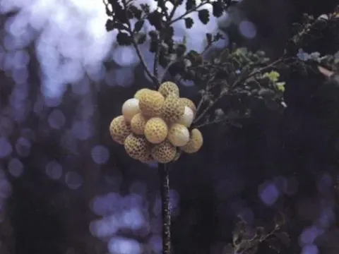 Циттария черная