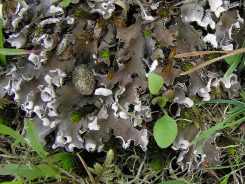 Peltigera rufescens