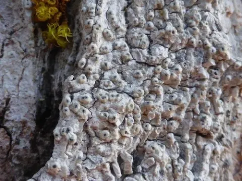 Pertusaria