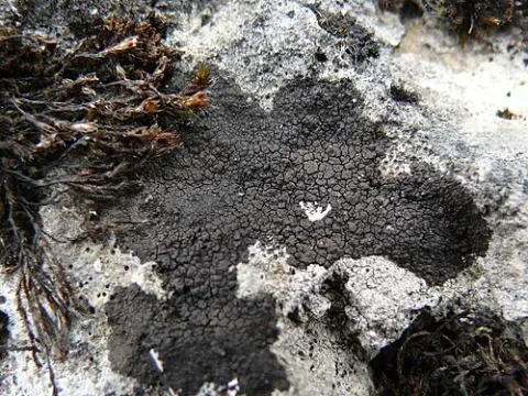 Verrucariales fungi