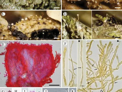 Chionosphaera