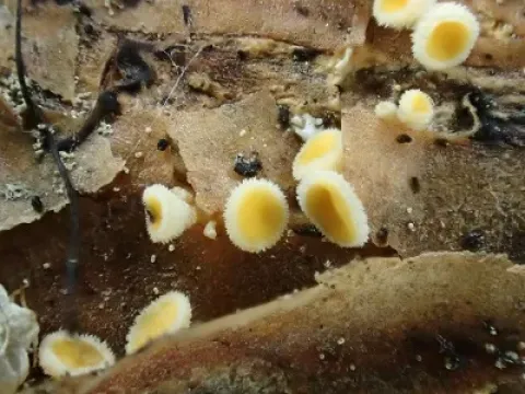 Lachnellula calyciformis