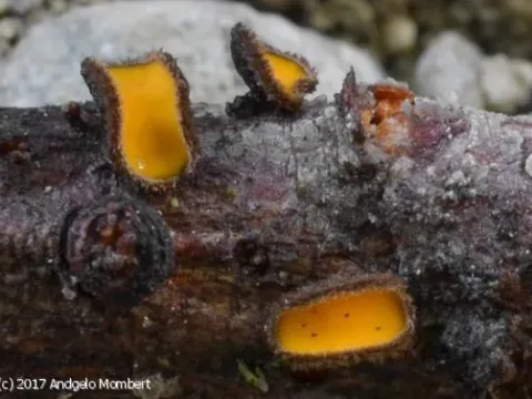 Lachnellula flavovirens