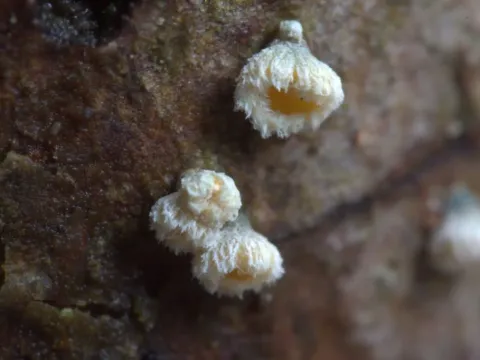 Lachnellula pseudofarinacea