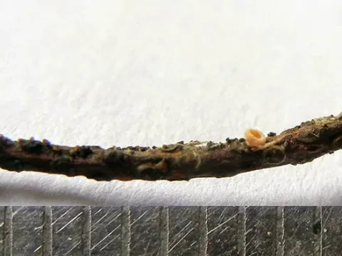 Lachnellula subtilissima