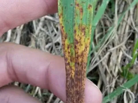 Ramichloridium leaf spot