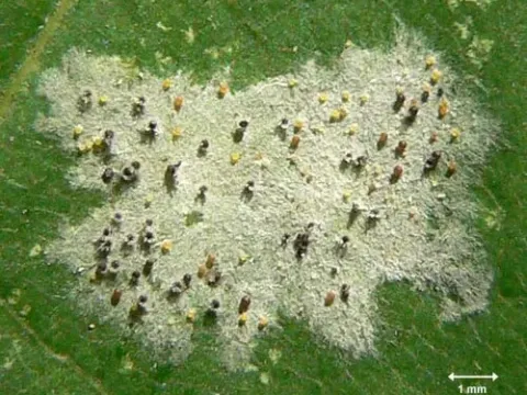 Medeolaria