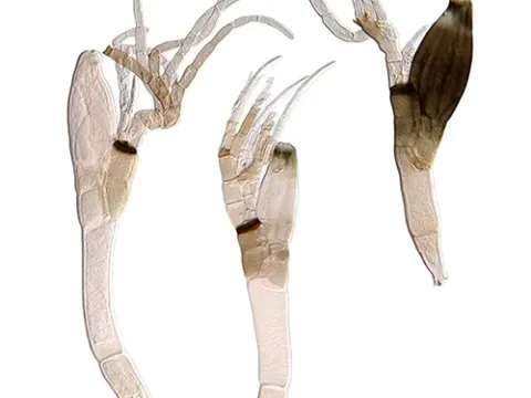 Ceratomycetaceae