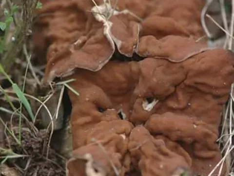 Discina perlata