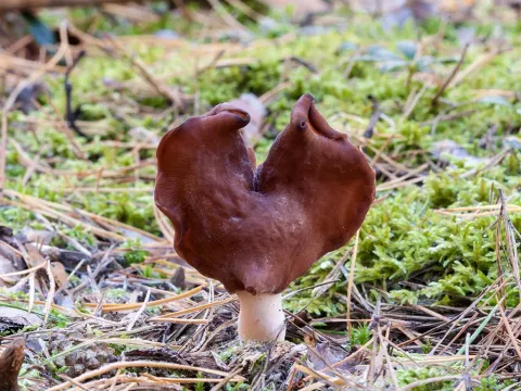 Hooded false morel