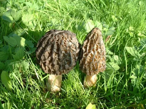 Conic morel