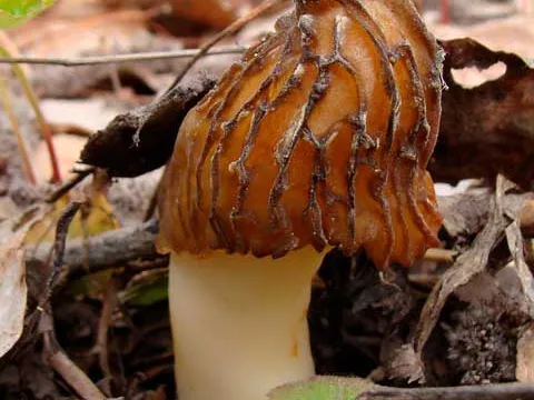 Early morel
