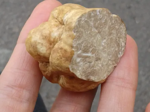 Desert truffle