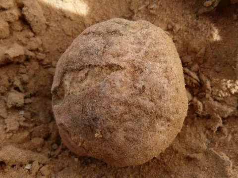 Terfezia boudieri