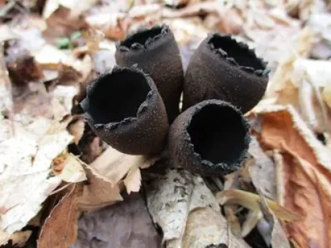 Urnula craterium