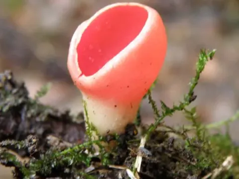 Scarlet elf cup