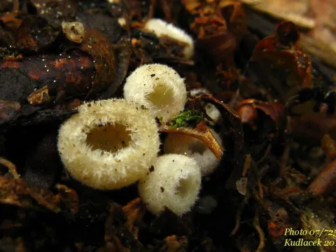 Leucoscypha