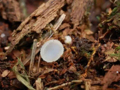 Leucoscypha leucotricha