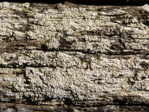 Ochrolechia