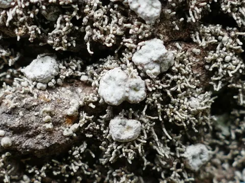 Pertusaria corallina