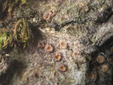 Gyalecta