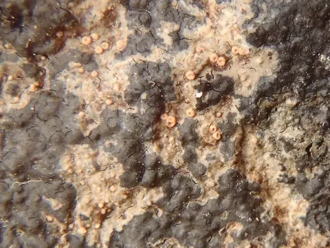 Gyalecta jenensis