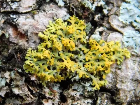 Candelaria concolor