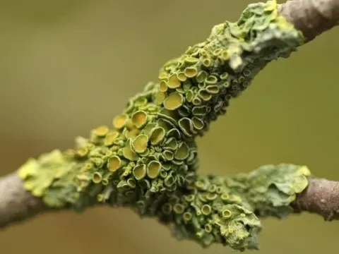 Brigantiaea