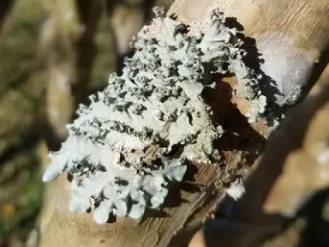 Physciaceae