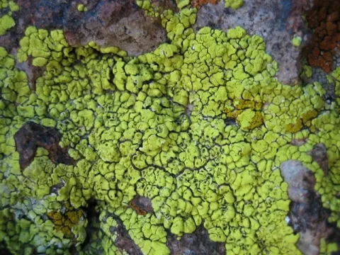 Rhizocarpon