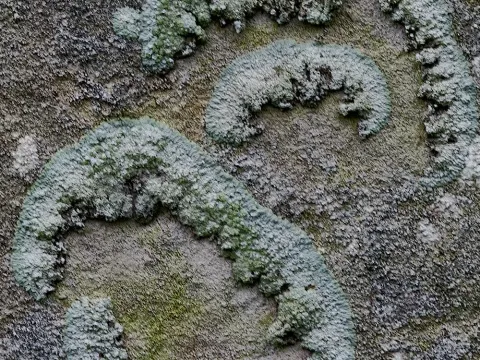 Diplodia blight