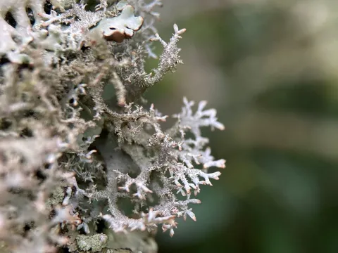 Pseudevernia
