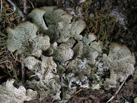 Platismatia