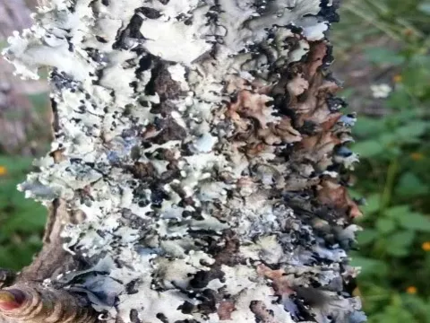 Parmelia