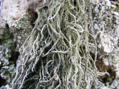 Lethariella