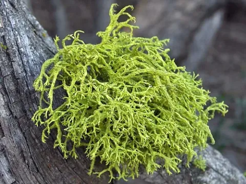 Letharia