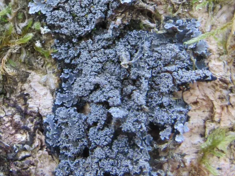 Pannaria conoplea
