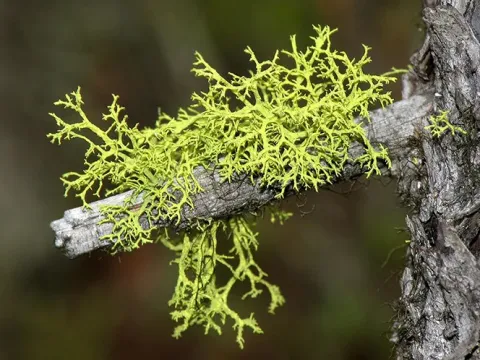 Wolf lichen