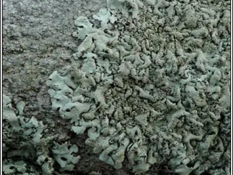 Xanthoparmelia conspersa
