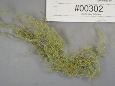 Usnea filipendula