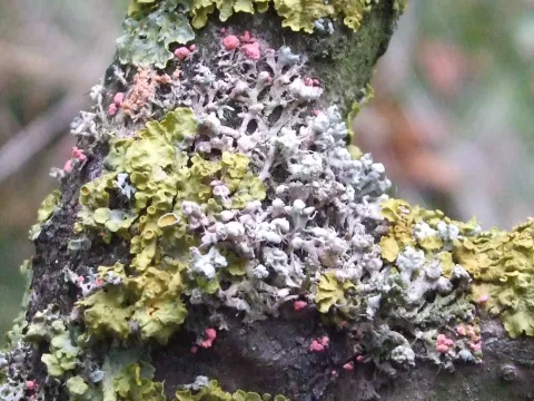 Ascending lichen