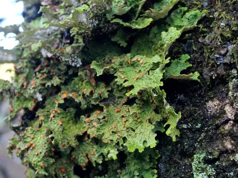 Lobariaceae
