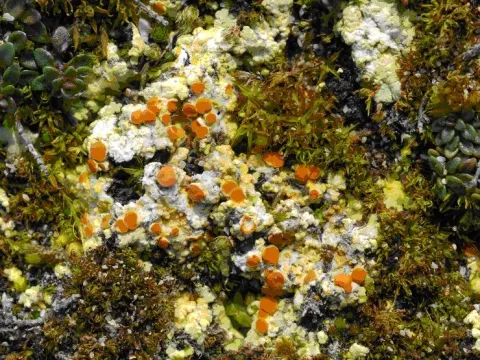 Fulgensia
