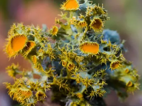 Teloschistes