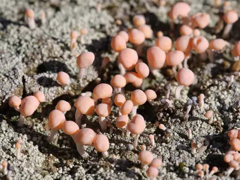 Baeomyces